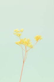 solid background images